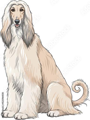 Afghan Hound Dog Vector and Illustration white color background
