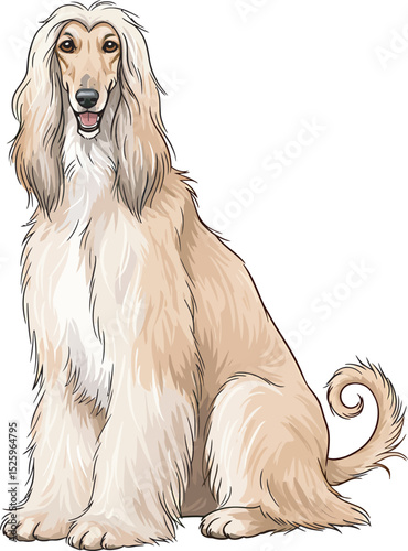 Afghan Hound Dog Vector and Illustration white color background