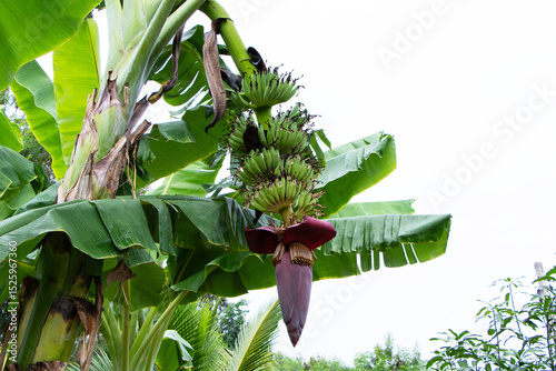 Banana (Musa acuminata) white sky in background. Fresh green banana young bunch about to fruit for healthy bones. Green banana tree growing up behind the house. Popular to eat all over world.