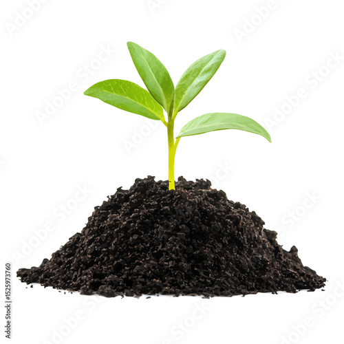 Sprouting Seedling Fresh Soil 2D flat vector illustration, isolated on a white background.