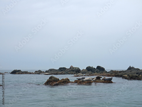 Larga Spotted seals laying on coastal rocks