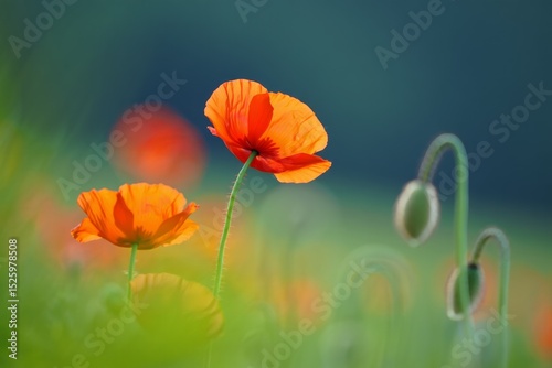 Vibrant Orange Poppies in a Field Displaying Floral Beauty and Summer Season Charm
