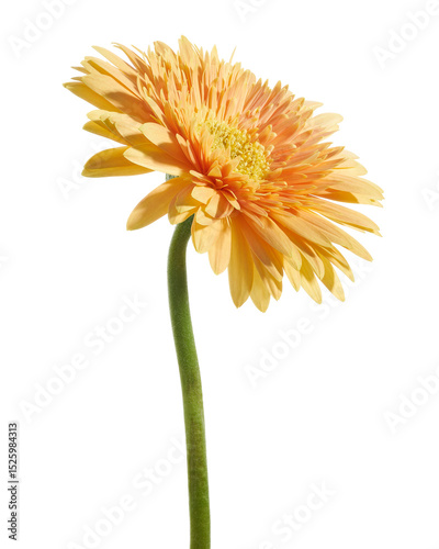 Orange Barberton daisy flower, Gerbera jamesonii, isolated on white background, with clipping path                          