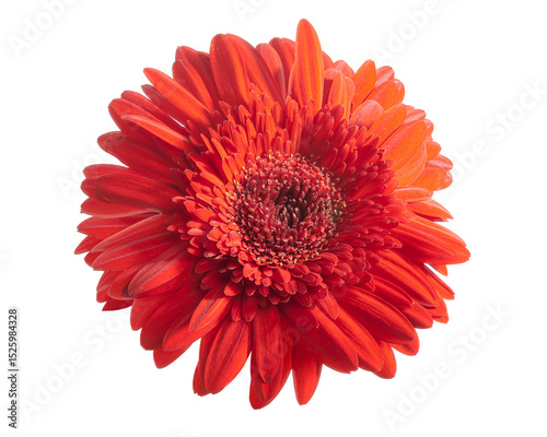 Red Barberton daisy flower, Gerbera jamesonii, isolated on white background, with clipping path  
