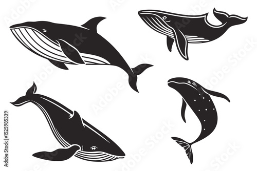 set of dolphins