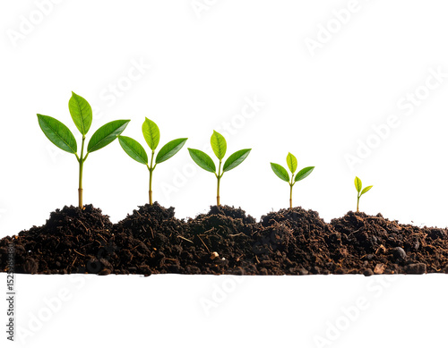 Growth of plants in soil over time. photo