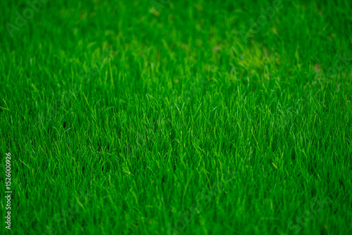 Fototapeta Naklejka Na Ścianę i Meble -  Empty grass spring field. Grass meadow. Lawn grass background. Spring green environment. Green grassy land. Spring countryside. Green backdrop. Grass pattern. Spring meadow.