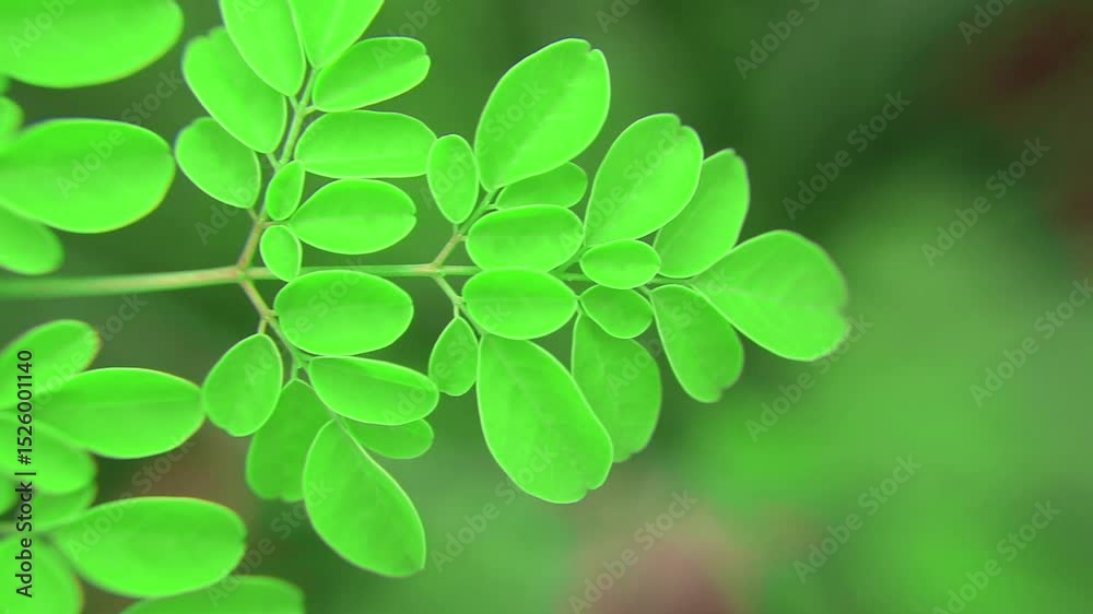 Close-up video of moringa (Moringa oleifera) leaves from tip to branch, showing detailed texture and structure. Known for its health benefits and medicinal properties.