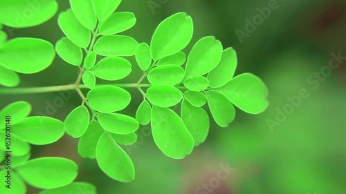 Close-up video of moringa (Moringa oleifera) leaves from tip to branch, showing detailed texture and structure. Known for its health benefits and medicinal properties.