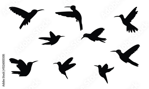 Flying Amazilia hummingbird Silhouette Design  And Vector Illustration. 