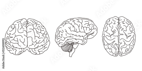 Human Brain Set from multiply angles. Front, side, top. Linear Style, Vector illustrations. Anatomy illustrations. Coloring Page