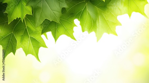 Vibrant Green Leaves Canopy. Natural Freshness for Designs and Backgrounds with Light