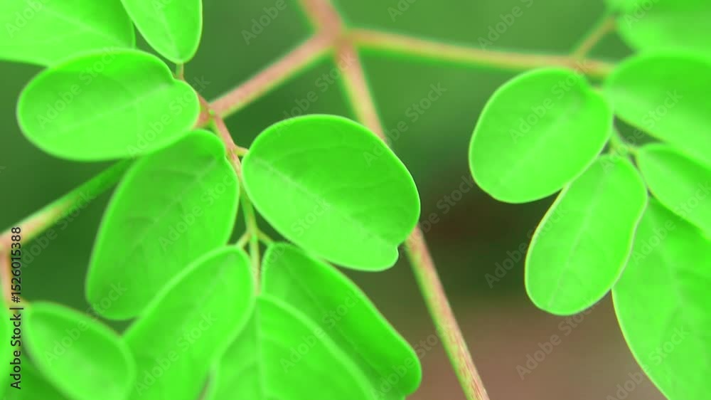Close-up video of moringa (Moringa oleifera) leaves from tip to branch, showing detailed texture and structure. Known for its health benefits and medicinal properties.