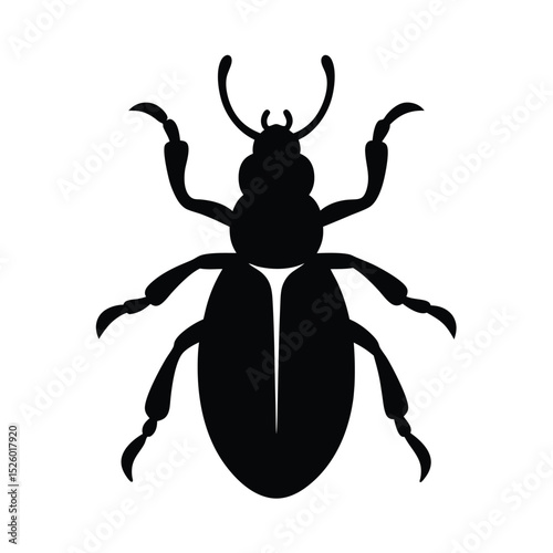 black beetle isolated on white background