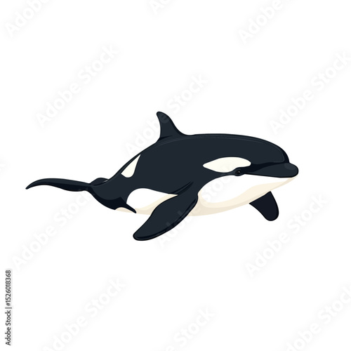2D flat Orca Whale vector illustration, isolated on a white background.