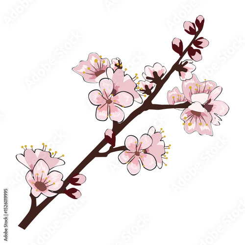 Spring Sakura cherry blooming flowers branch element