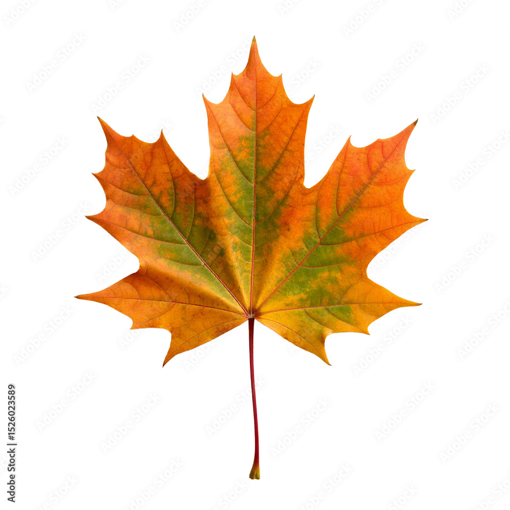 Fototapeta premium Maple leaf with PNG background