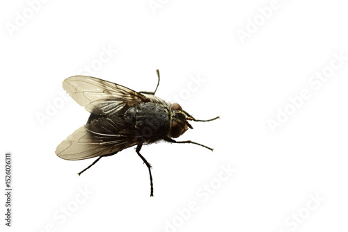 Obraz na plátně Common grey housefly on a white background.