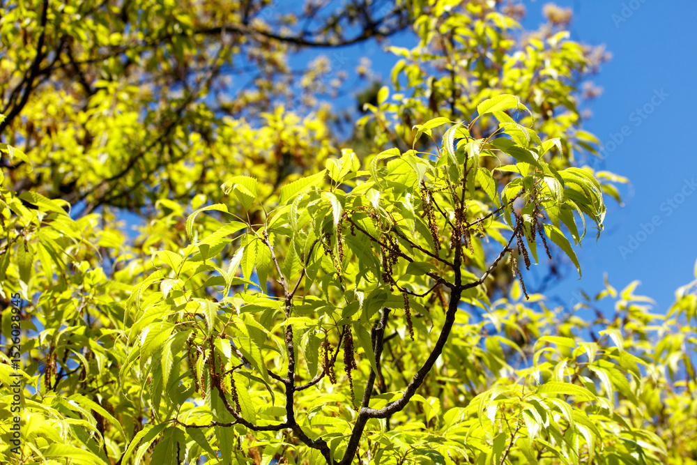 Fototapeta premium A tree with green leaves and a blue sky in the background