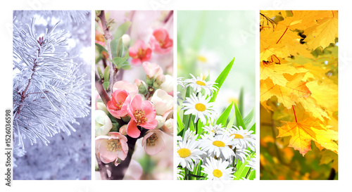 Set of nature banners depicting natural world. Four season of year. Each one features scene of nature, from snow of winter to vibrant leaves of fall. Perfect  for showcasing of changing seasons