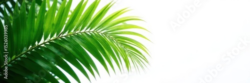 Majestic palm, vibrant green leaves on stark white , palm,  tropical background,  paradise