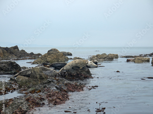 Larga Spotted seals laying on coastal rocks