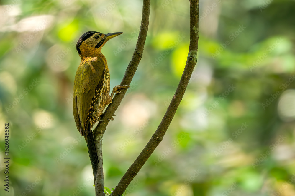 Naklejka premium Laced Woodpecker - Picus vittatus, beautiful colored woodpecker native to Southeast Asian forests and woodlands, Vietnam.