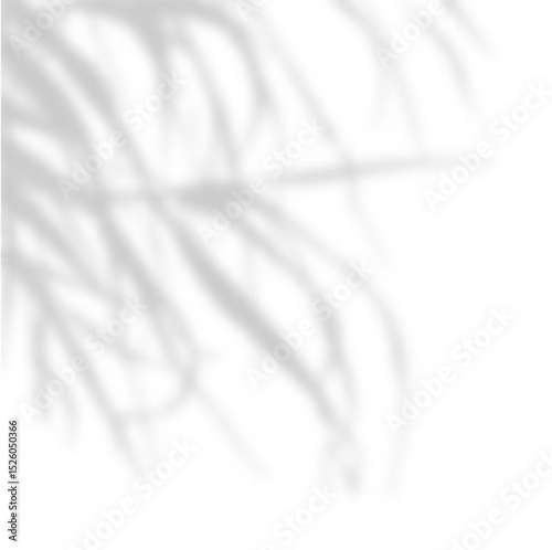 Soft shadow of tree branches on white background. Natural light overlay with subtle palm or leaf silhouettes. Minimal botanical shadow backdrop for product display. Realistic vector illustration.