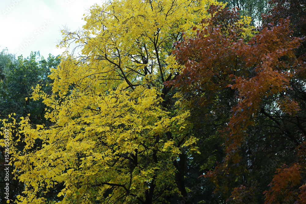 Fototapeta premium Lively closeup of falling autumn leaves with vibrant backlight from the setting sun