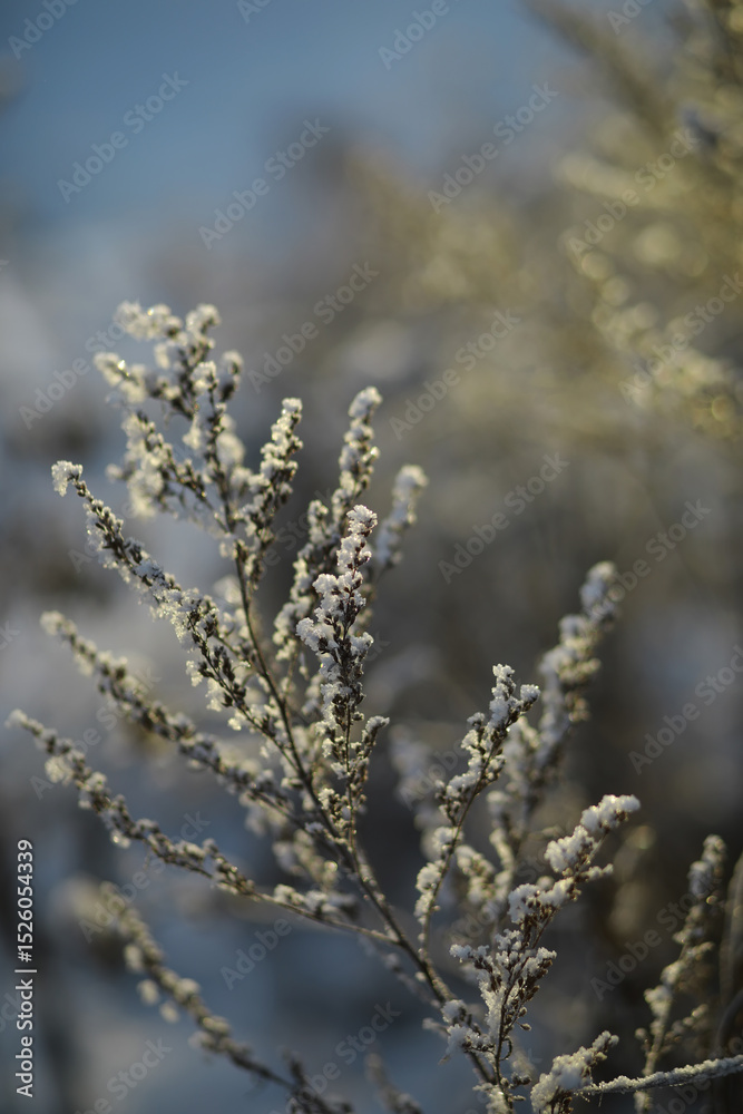 Naklejka premium White snow on a bare tree branches on a frosty winter day, close up. Natural background. Selective botanical background.