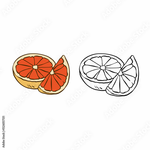 citrus fruit slices sketch isolated
