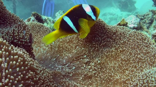 clown fish in the sea anemone