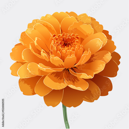 A bold vector set of marigold blossoms in vivid orange, showcasing densely layered, ruffled petals and a rounded form, perfect for seasonal, festive, or botanical themes.