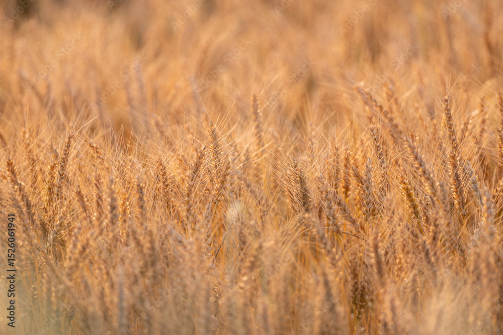 Fototapeta premium 陽に照らされて輝く麦畑