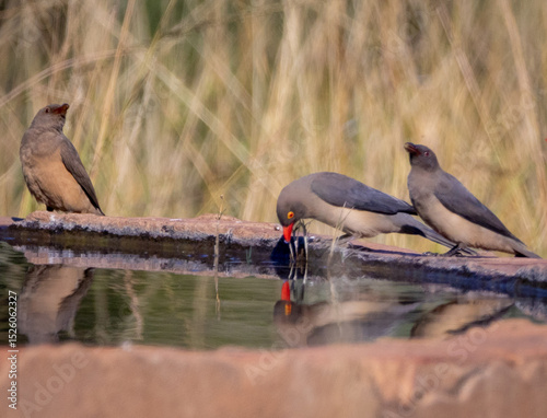 Red-billed Oxpeckers photo