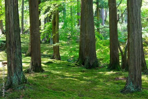 緑の森林と苔むした樹木