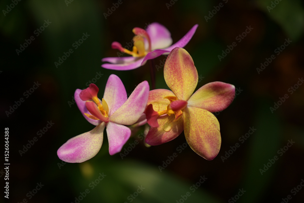 A vibrant Spathoglottis orchid in bloom, displaying striking yellow and magenta petals with speckled patterns, against a dark green background. A vibrant Spathoglottis orchid in bloom, displaying striking yellow and magenta petals with speckled patterns, against a dark green background.