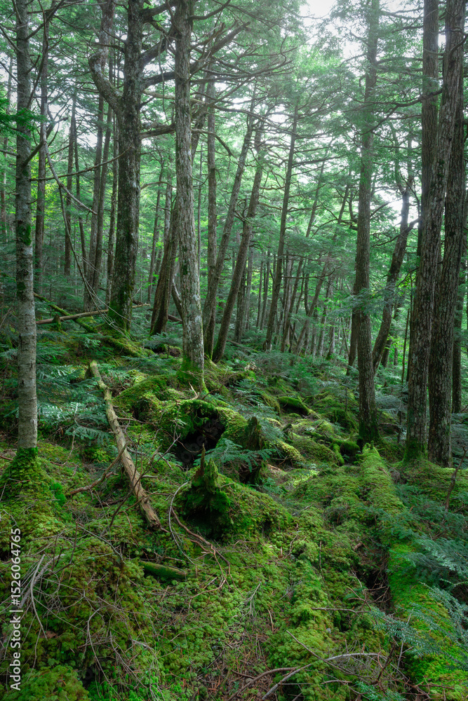 Fototapeta premium 深い森の中、苔の森