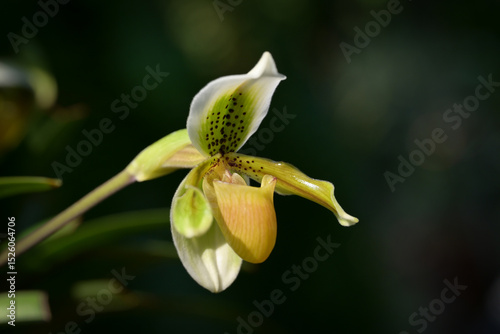 A Paphiopedilum orchid, or Lady Slipper, showcases white petals with brown spots and a bold yellow-brown pouch, set against a dark background.