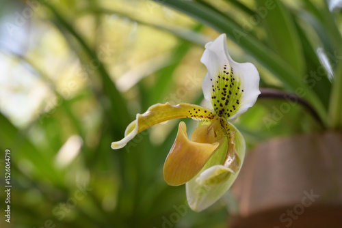A Paphiopedilum orchid, or Lady Slipper, showcases white petals with brown spots and a bold yellow-brown pouch, set against a softly blurred green background.