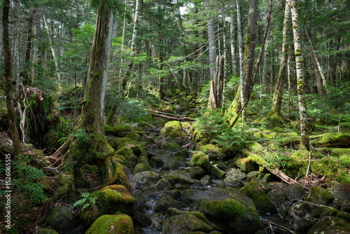 深い森の中、苔の森、白駒の池