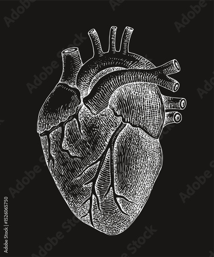 Human heart anatomy vector illustration.