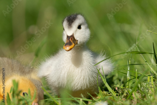 Beautiful little ducklings in a natural setting
