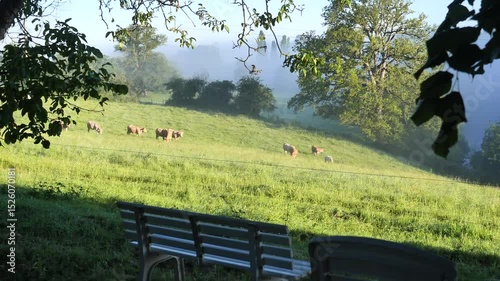 Bench is in the foreground of a field with cows grazing in the background