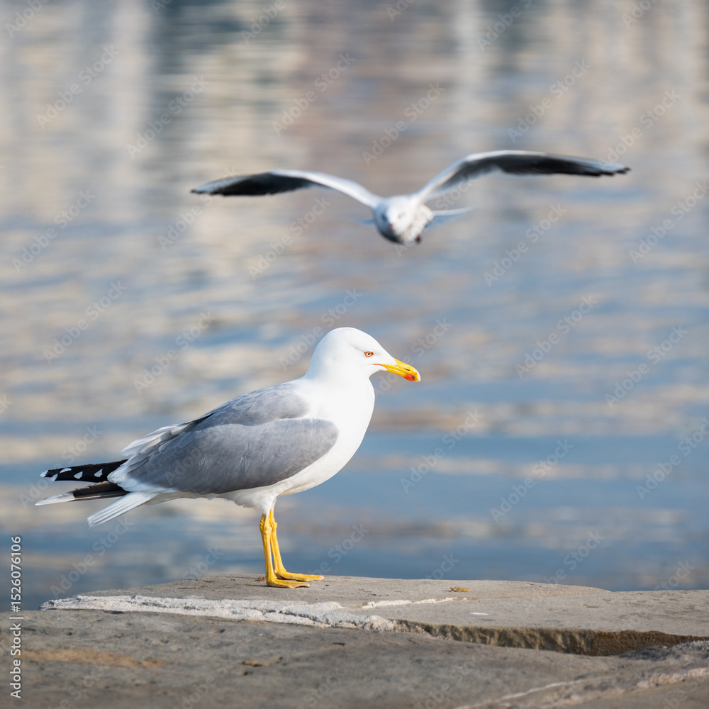Fototapeta premium Seagulls on the port