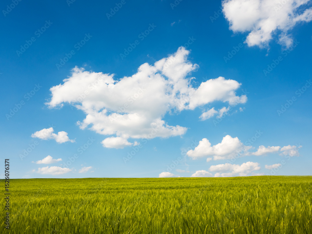 Obraz premium Green and yellow wheat field in spring season under blue sky