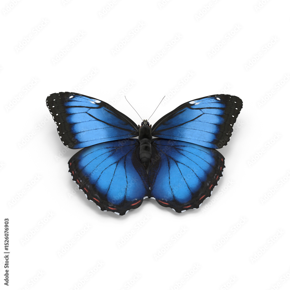Fototapeta premium Blue Butterfly with Open Wings Isolated on Transparent Background