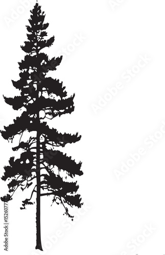 Tall Evergreen Pine Tree Silhouette