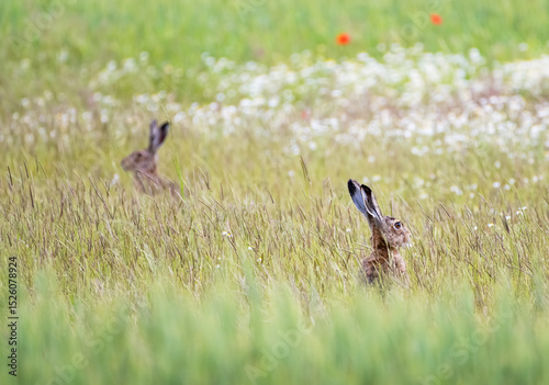 two brown hares in a meadow in spring