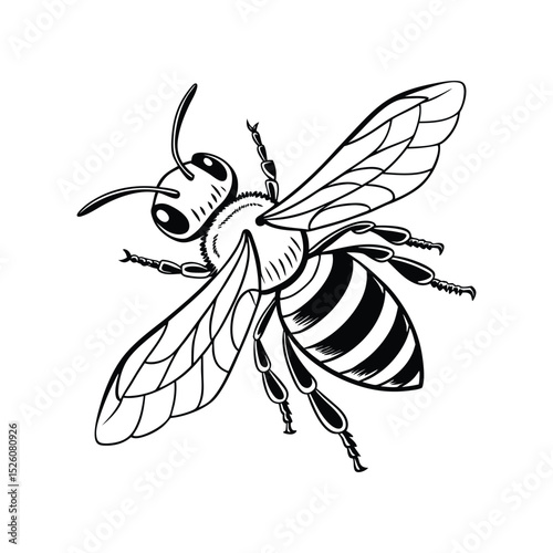 Black and white detailed honeybee illustration